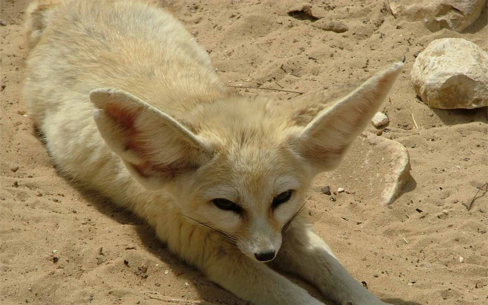 高清,动物,2012Y十一月10D,儿童桌面专用
