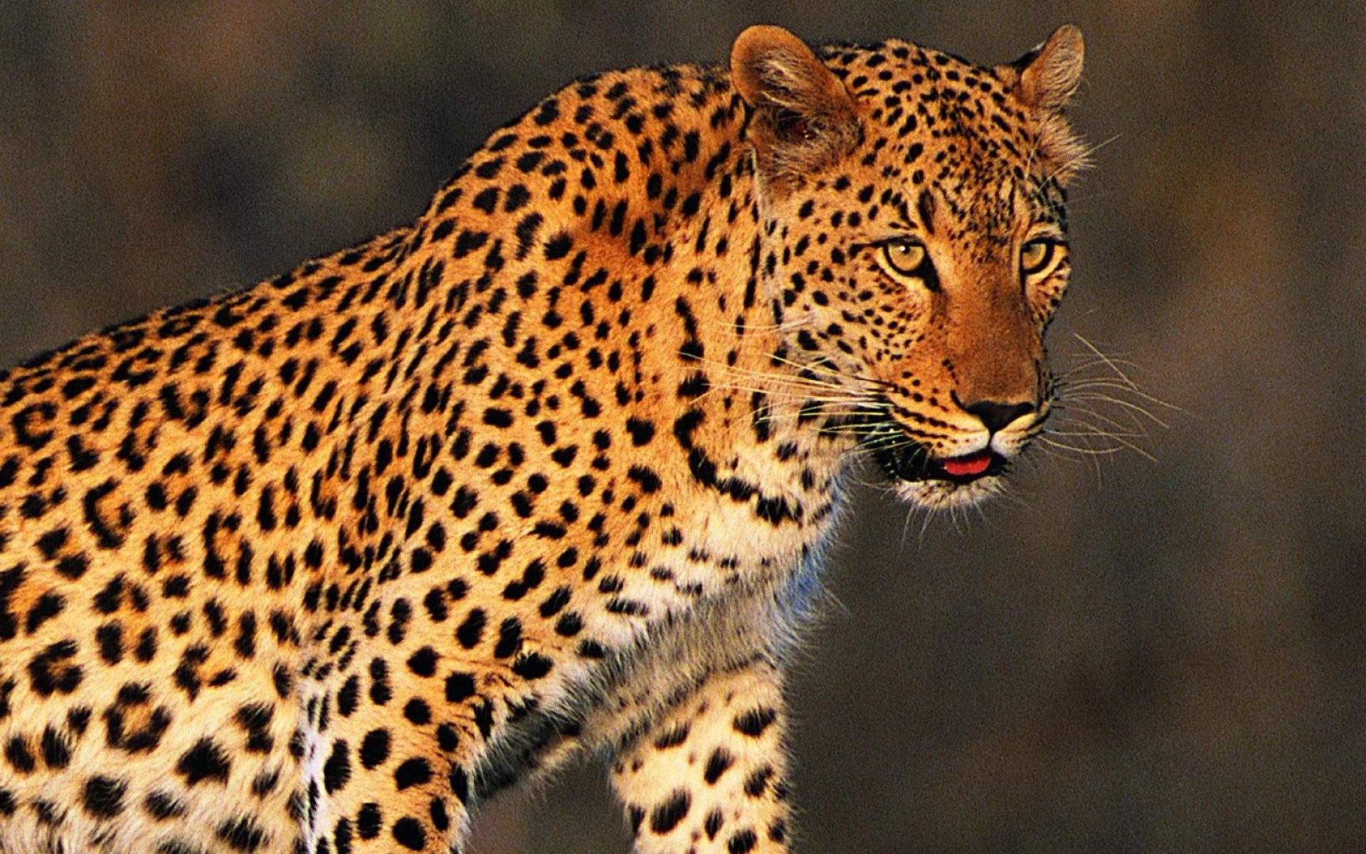 猫科,野兽,动物,2012Y十一月04D,儿童桌面专用