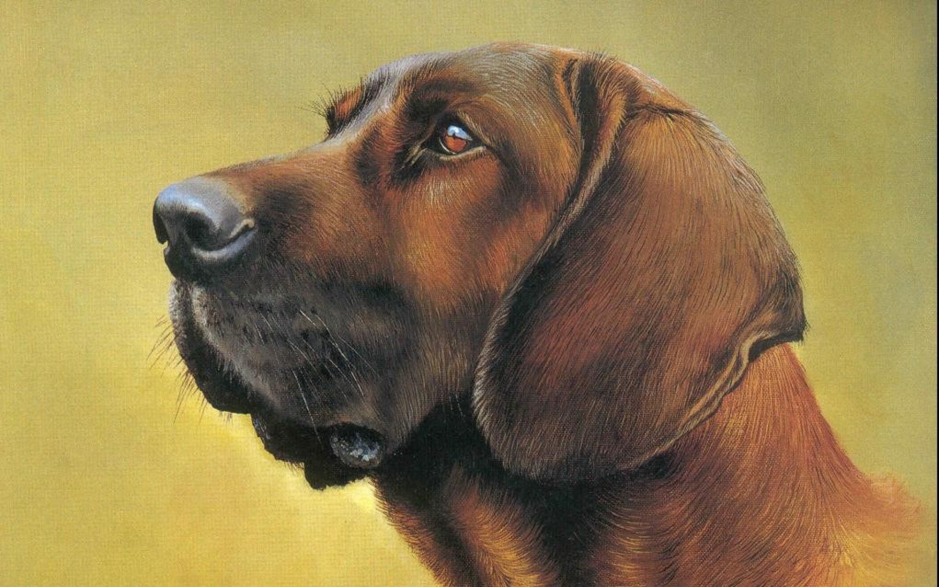 动物,绘画,风格,2012Y十一月04D,儿童桌面专用