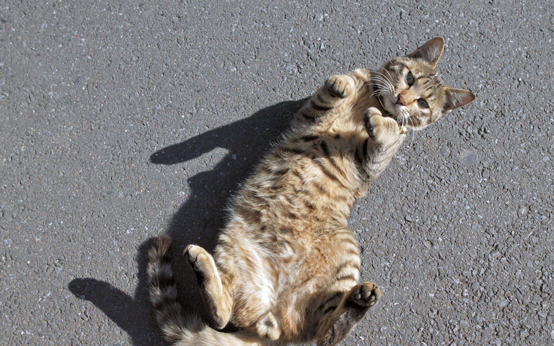 街角,小猫咪,摄影,高清,猫,动物,2012Y十月31D,儿童桌面专用