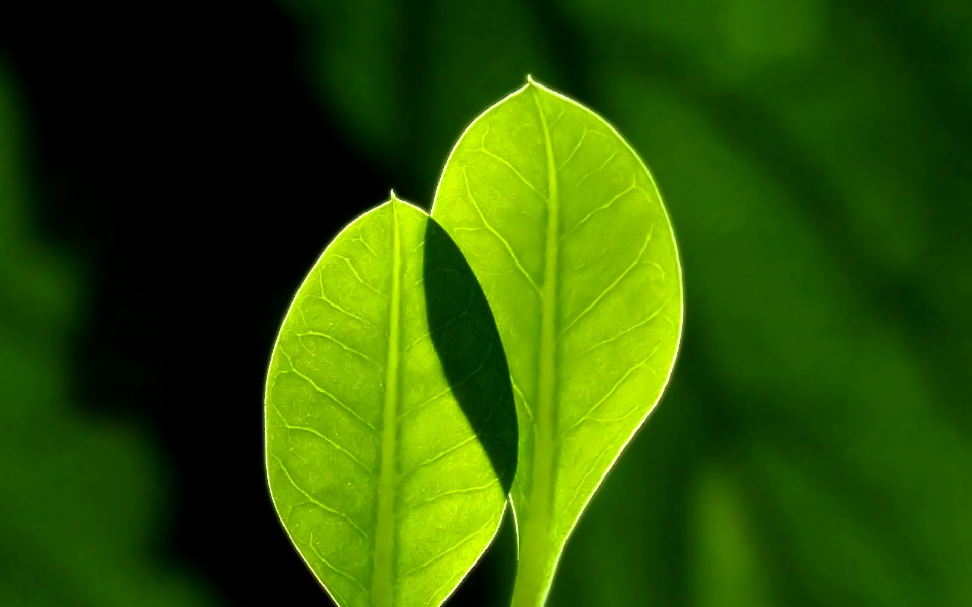 小清新,护眼壁纸,绿色,叶,儿童桌面专用