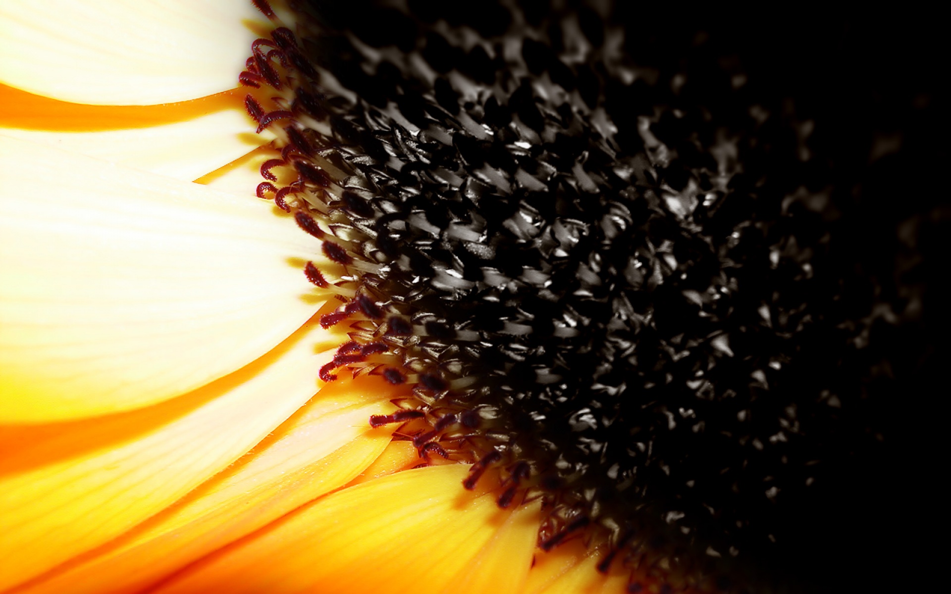 socksoff,设计,高清,经典,2012Y十一月03D,创意