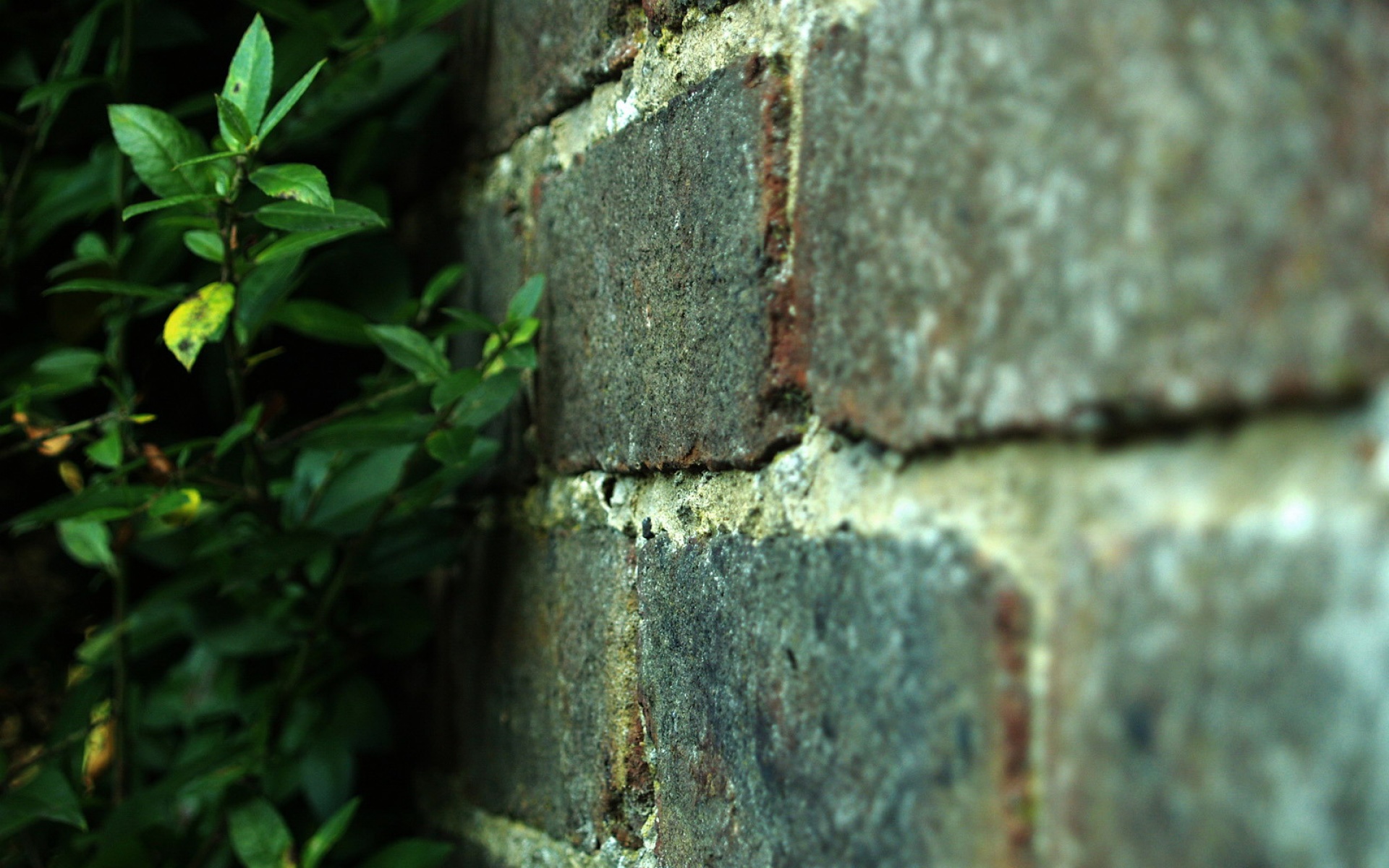 小清新,静物写真,静物,绿色