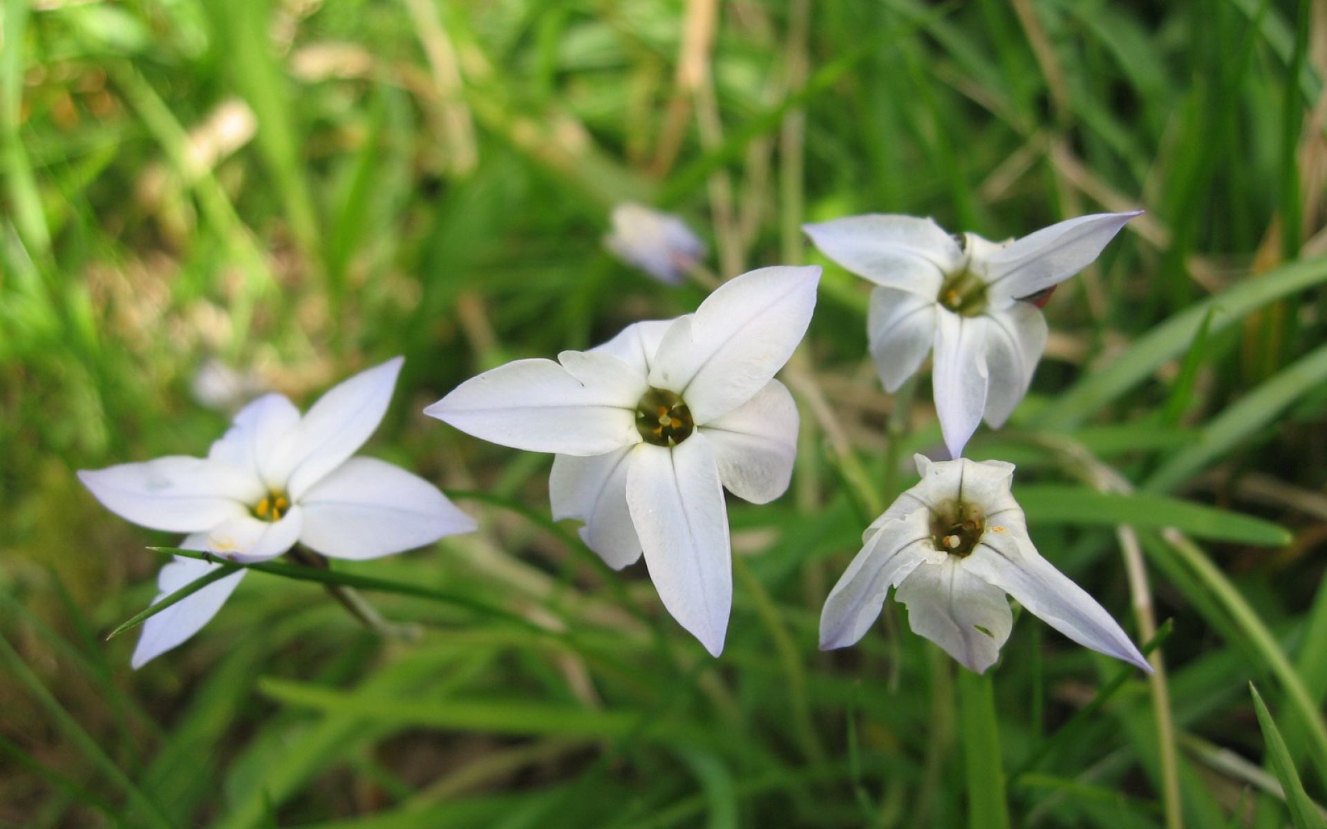 小清新,清新淡雅,花卉,儿童桌面专用
