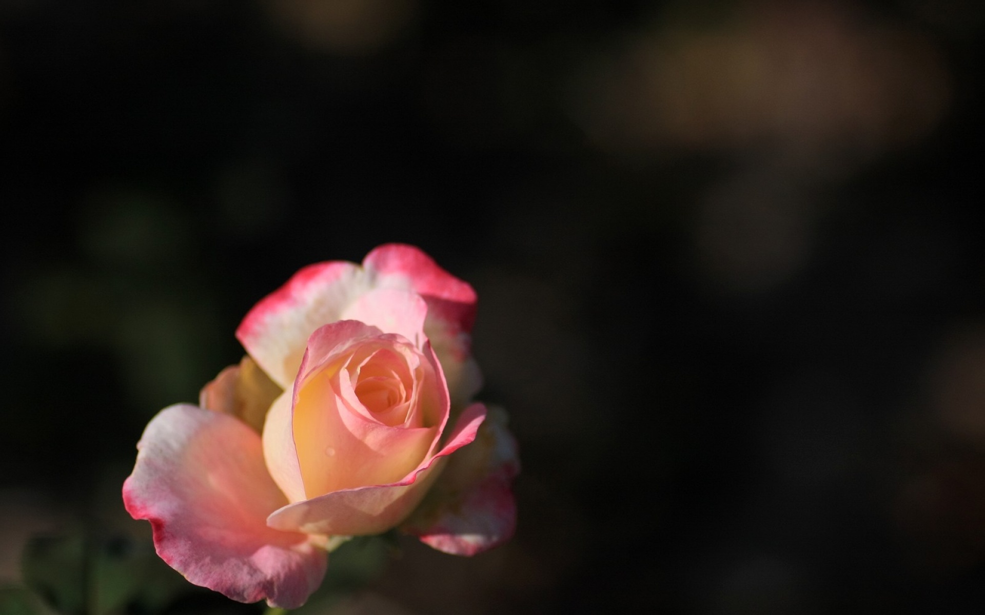 小清新,清新淡雅,花卉