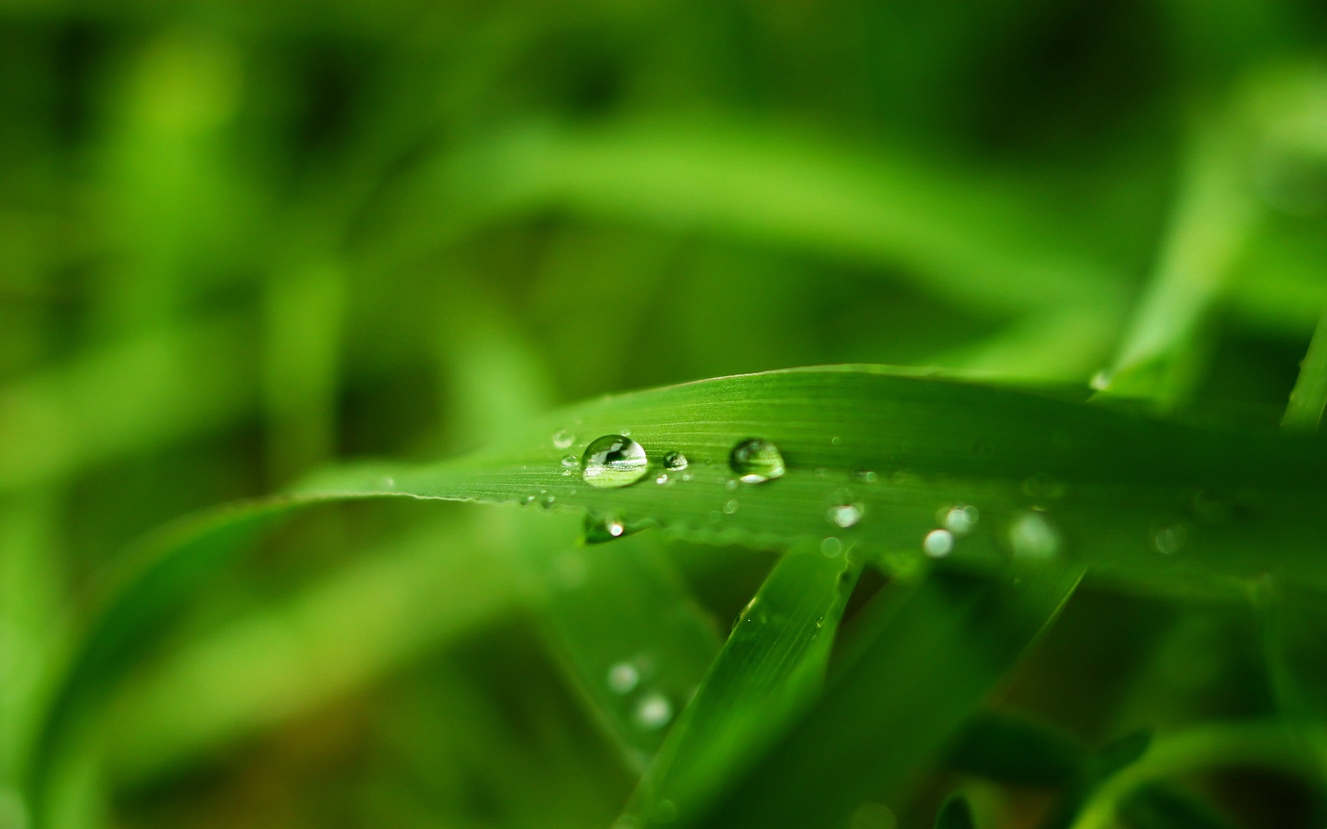 清新,植物,绿色,2012Y十月31D,儿童桌面专用