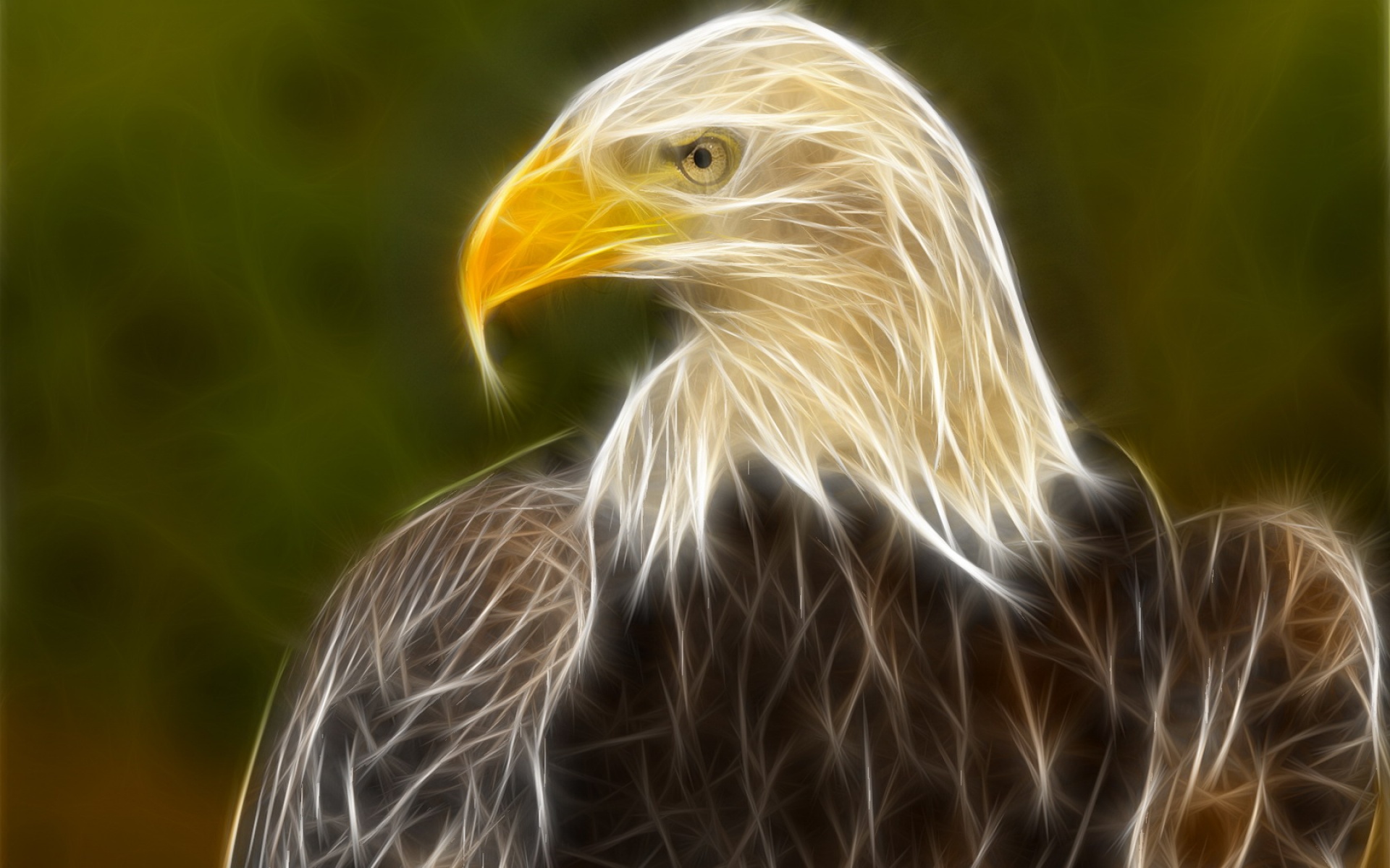 光线,描绘,宽屏,动物,植物,2012Y十一月04D,儿童桌面专用