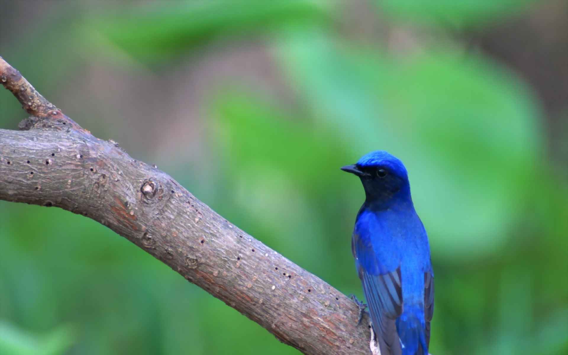 高清,鸟,动物,摄影,2012Y十一月03D,儿童桌面专用