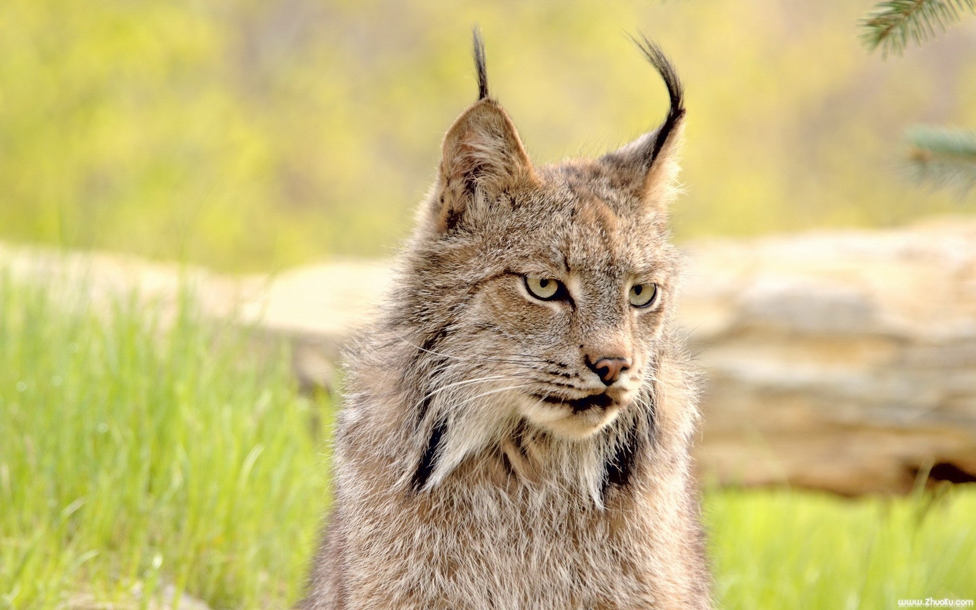 猫科,动物,高清,2012Y十一月05D,儿童桌面专用