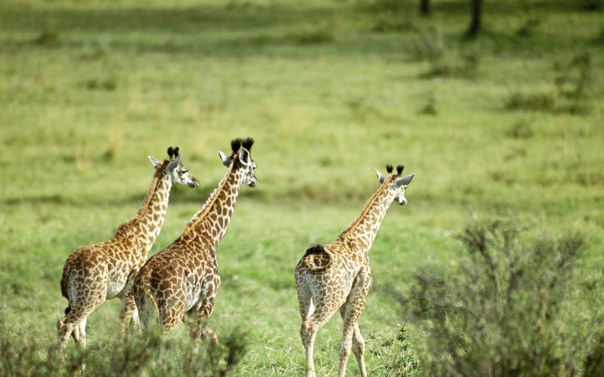 萌宠动物,野生动物,长颈鹿,儿童桌面专用