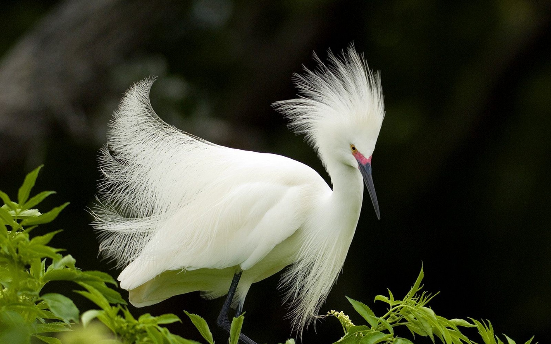 野生动物,鸟,儿童桌面专用
