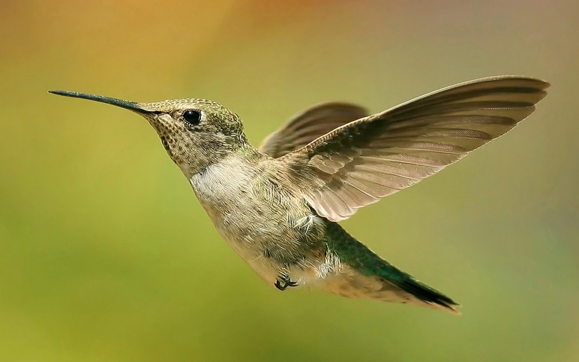 精美,动物,高清,宽屏,2012Y十一月03D,儿童桌面专用