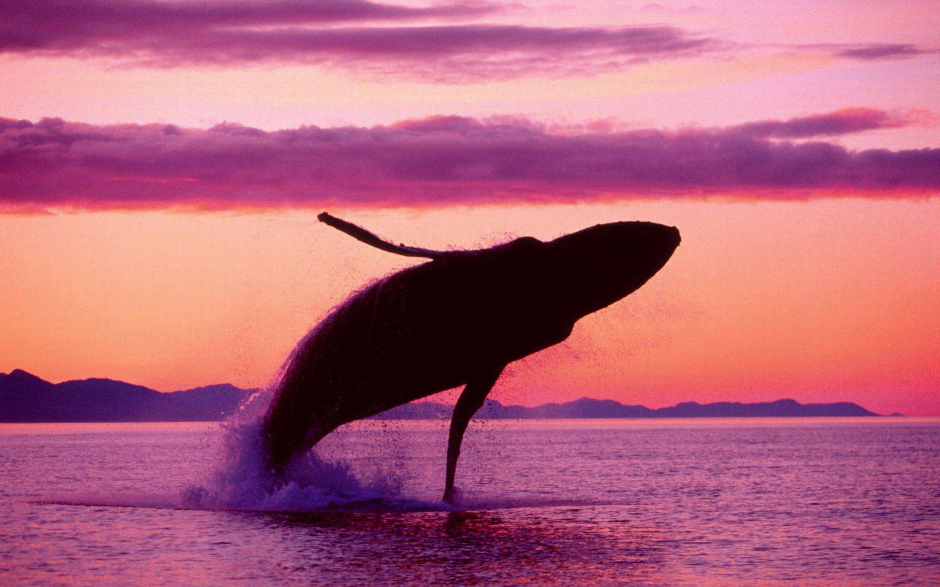 萌宠,鲸鱼,海底世界,儿童桌面专用