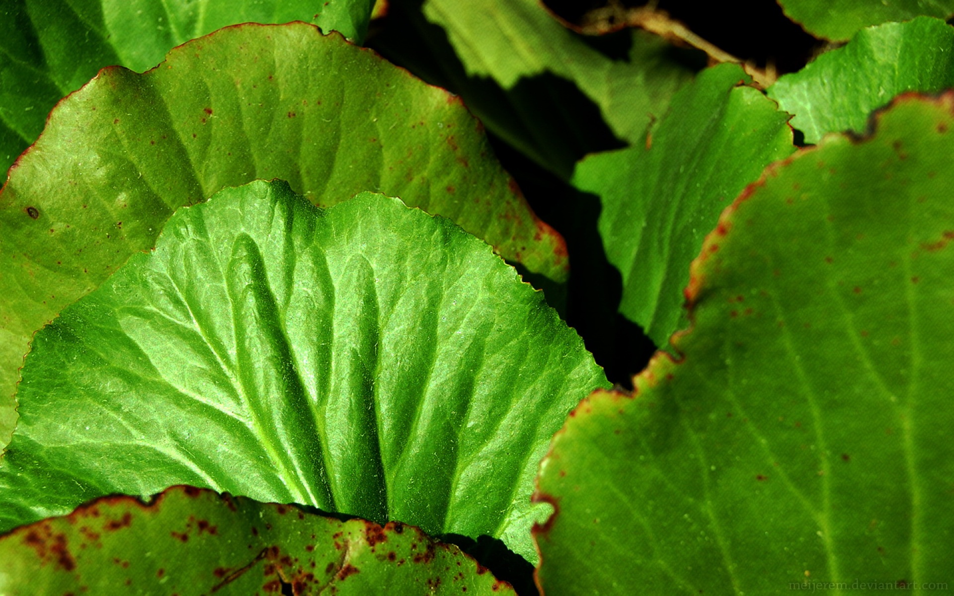 小清新,舒缓压力,绿色,儿童桌面专用