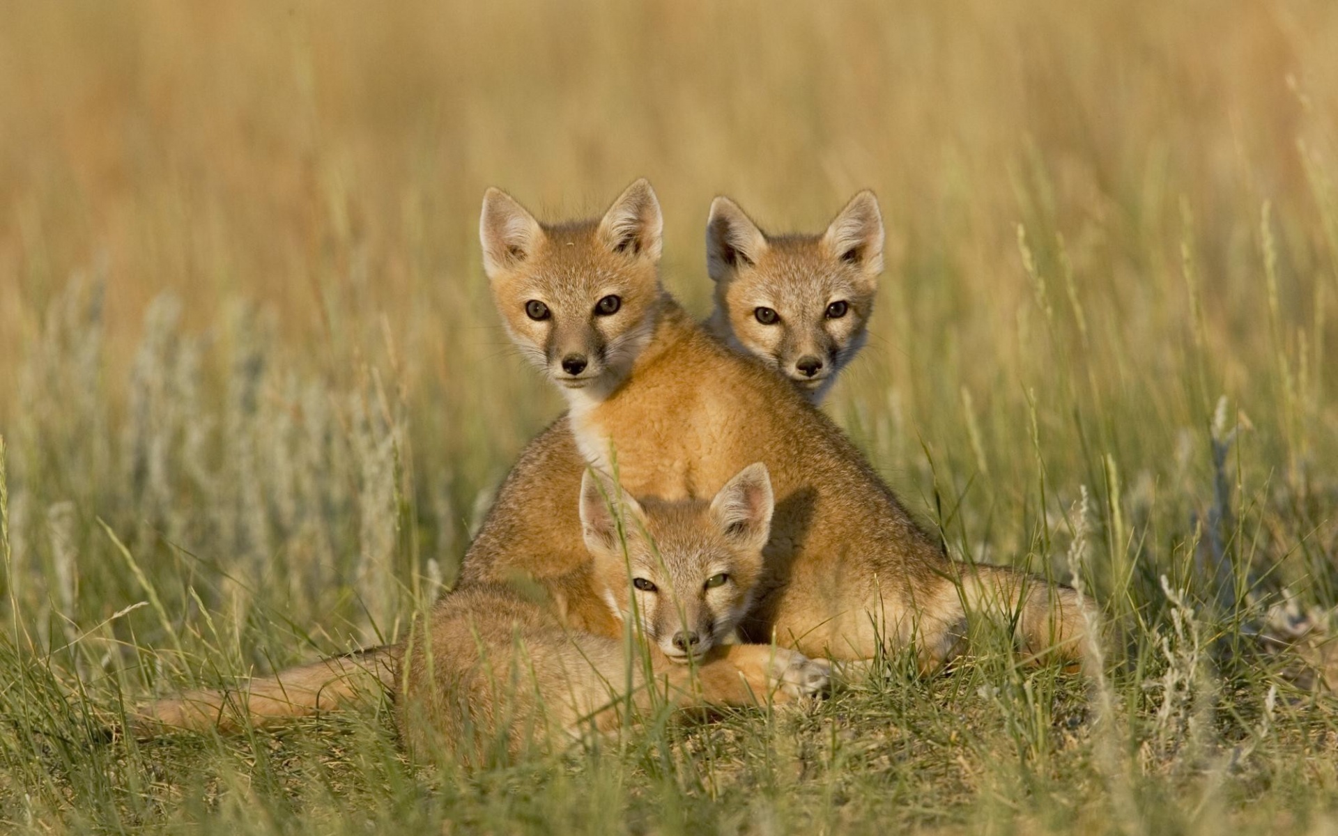 野生动物,鬣狗,儿童桌面专用