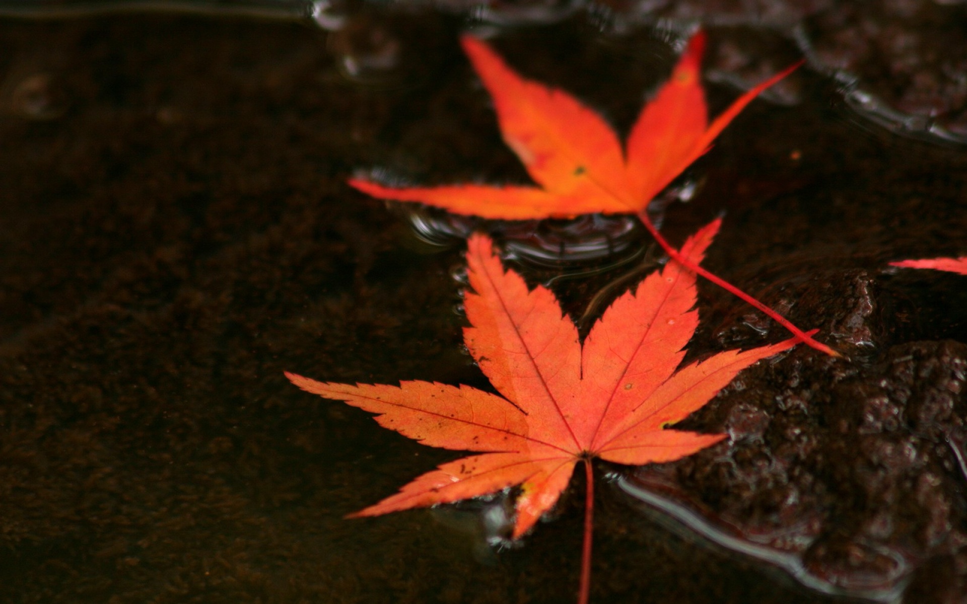 小清新,静物写真,静物,枫叶