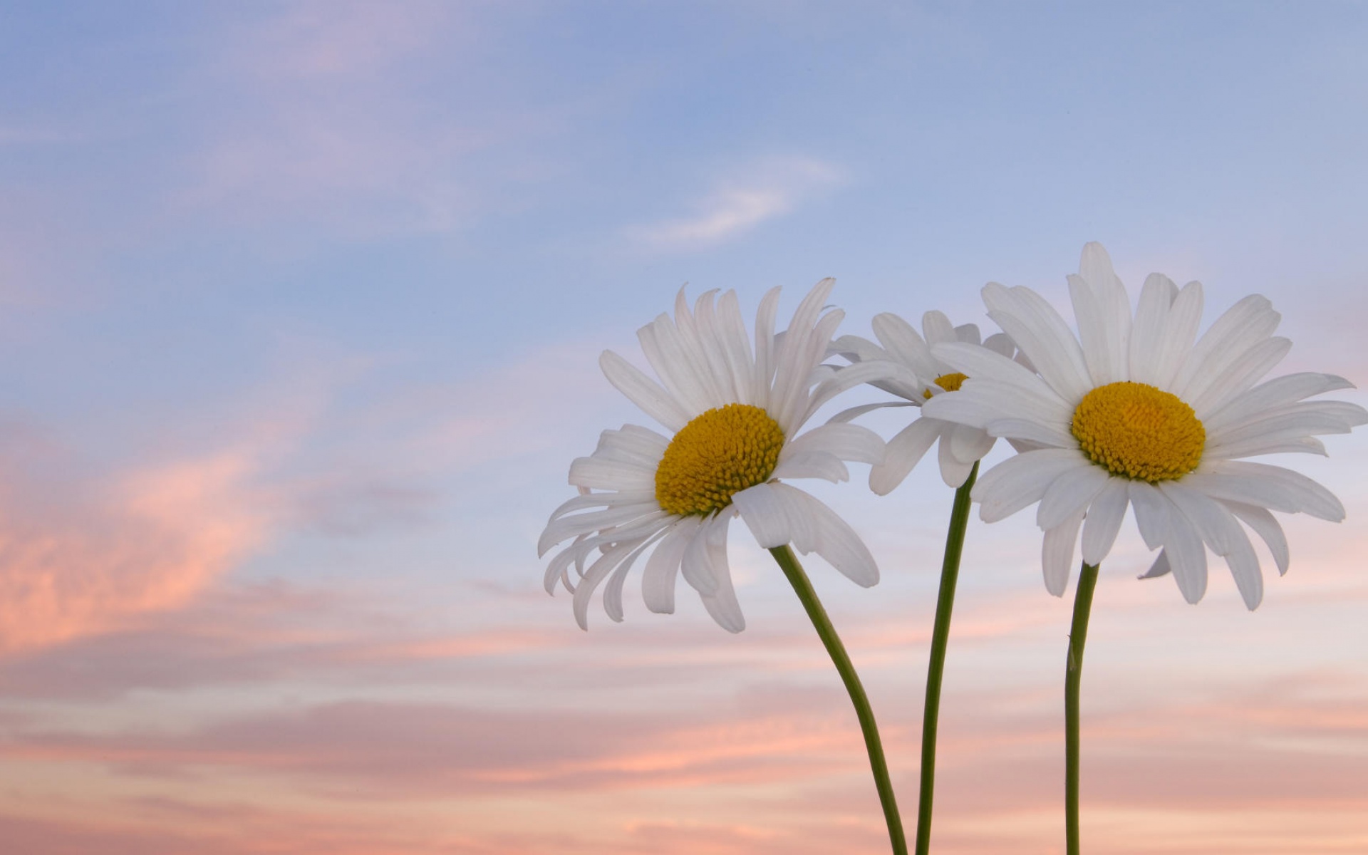 小清新,静物写真,静物,花卉,儿童桌面专用