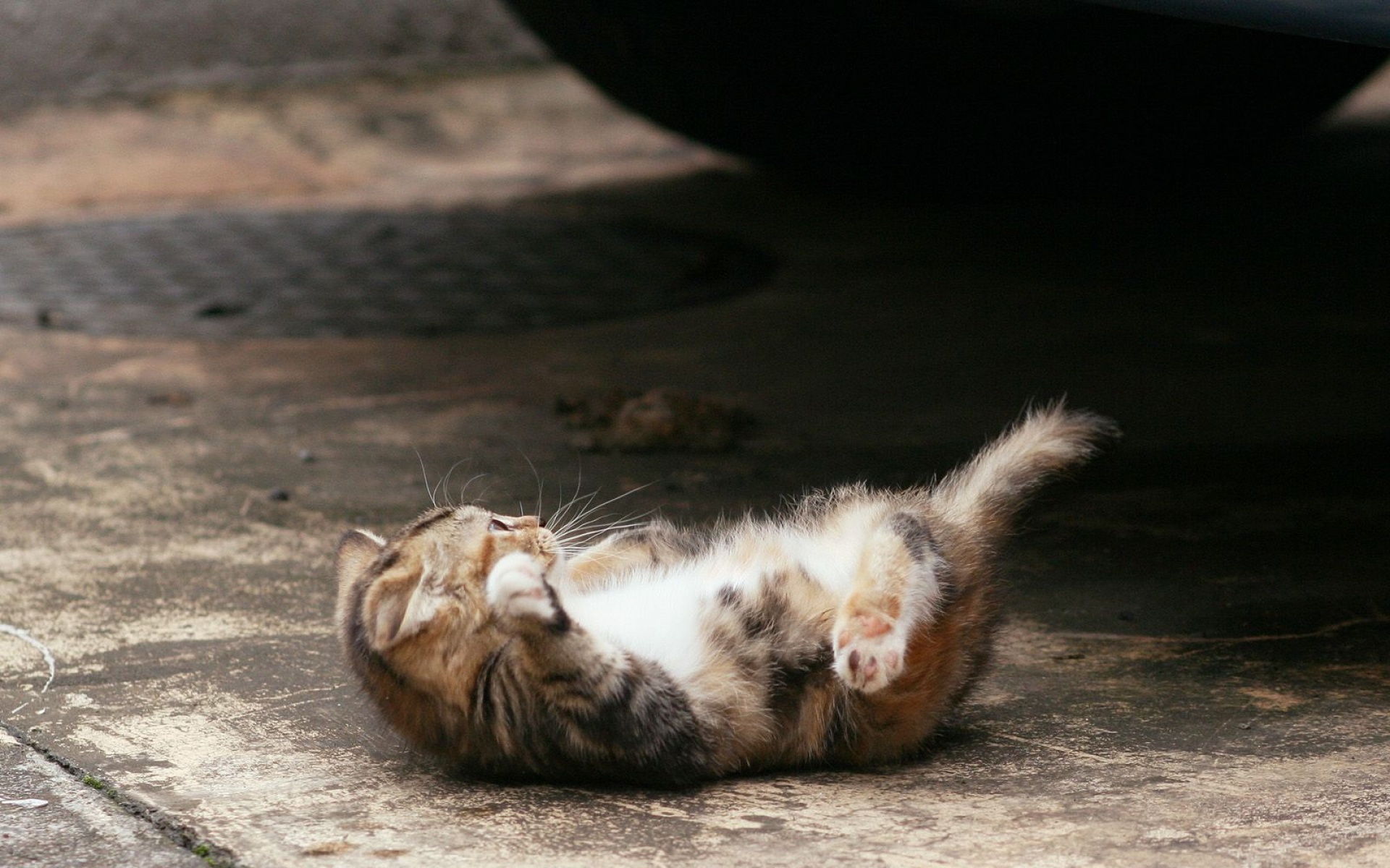 街角,小猫咪,摄影,高清,猫,动物,2012Y十月31D,儿童桌面专用