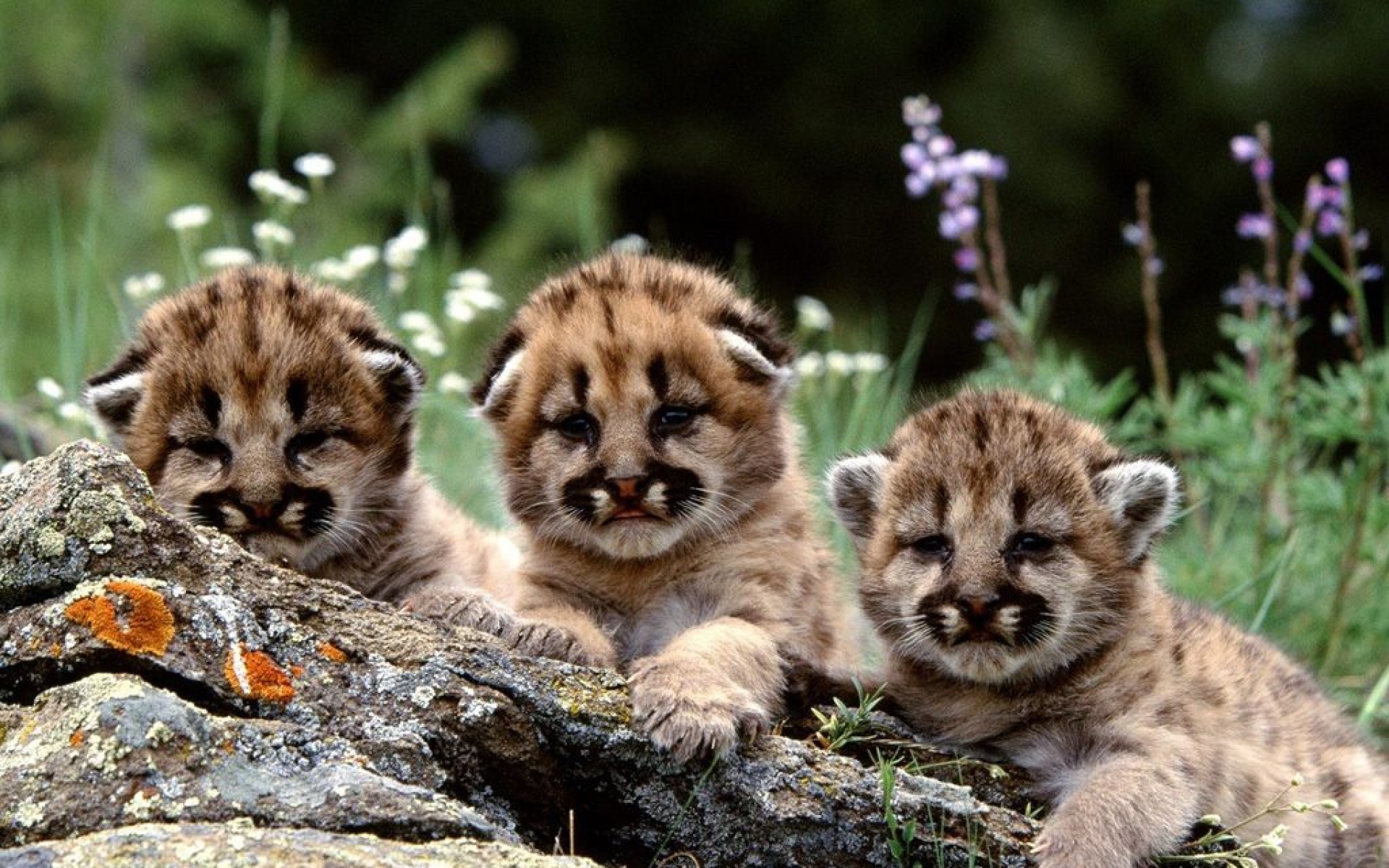 卖萌图,儿童桌面专用