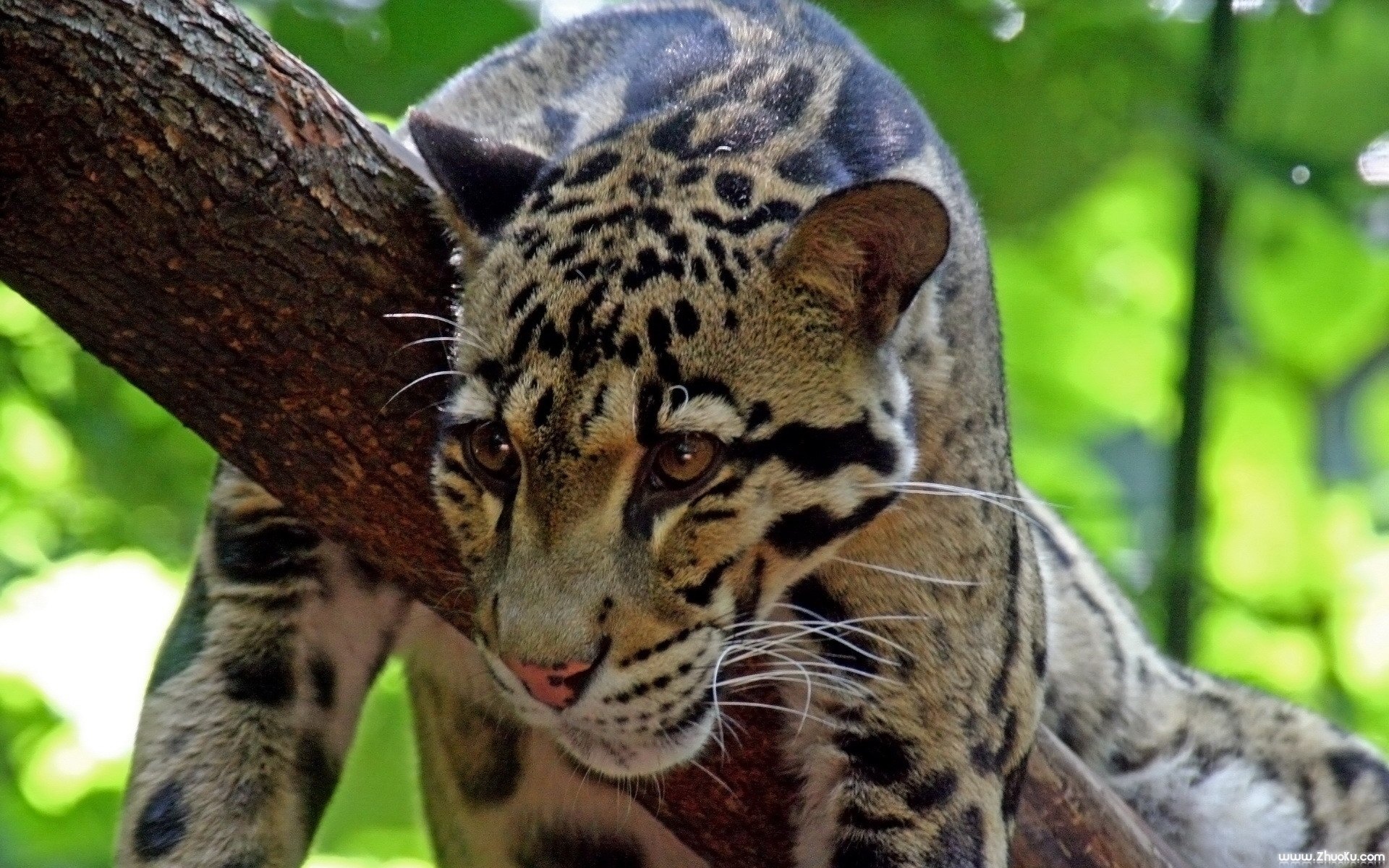 猫科,动物,高清,2012Y十一月11D,儿童桌面专用