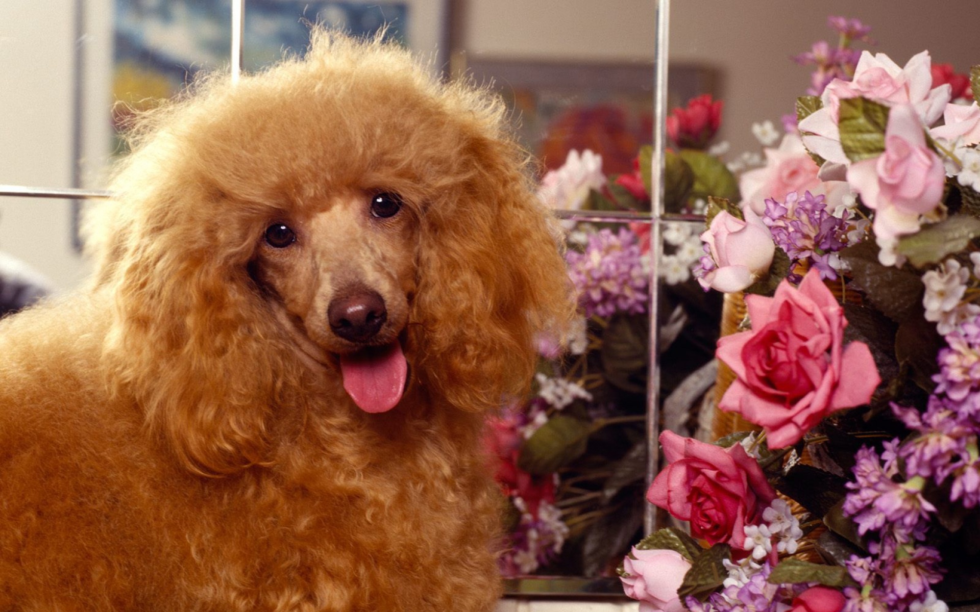 汪星人,儿童桌面专用