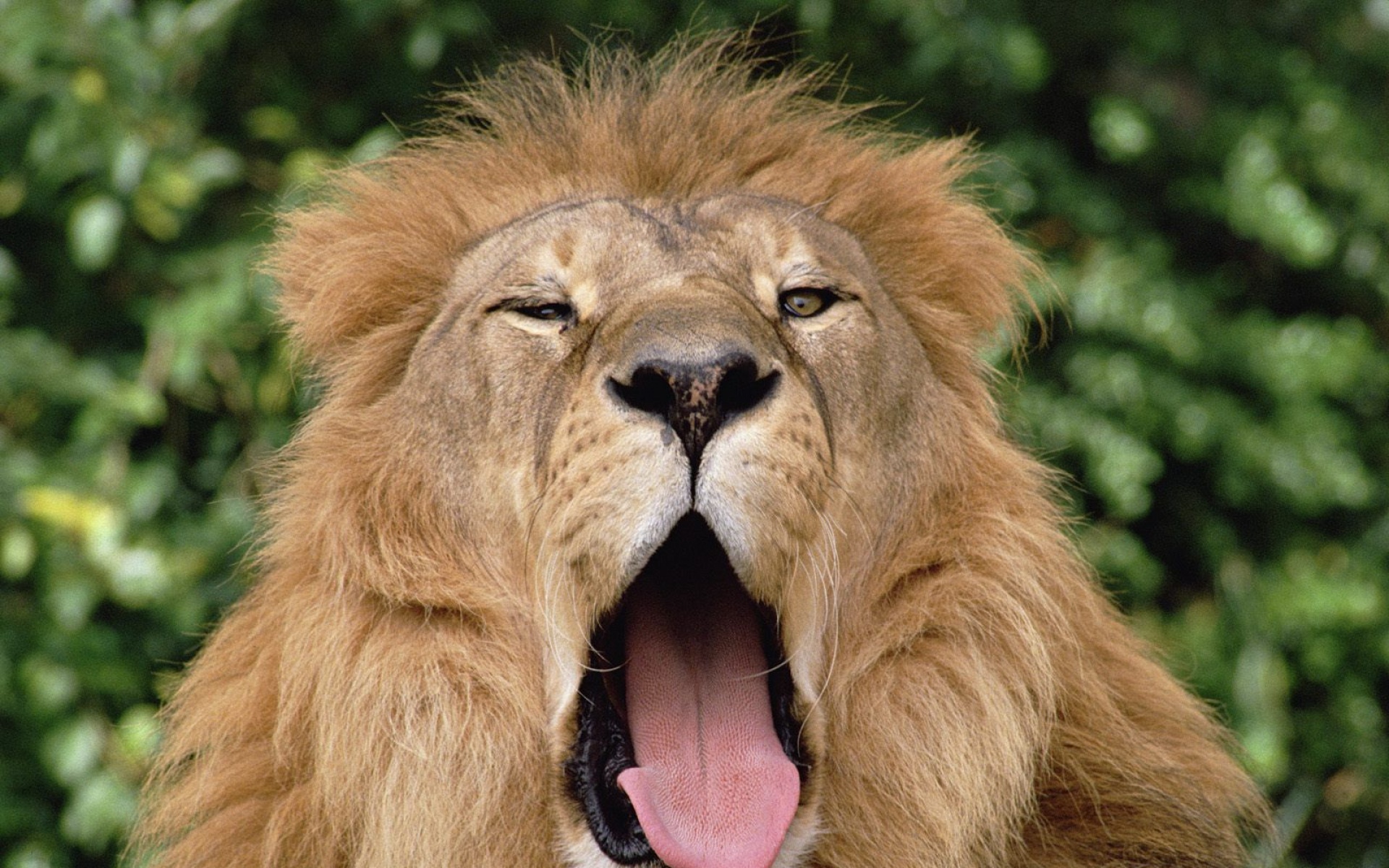 野生动物,狮子,儿童桌面专用