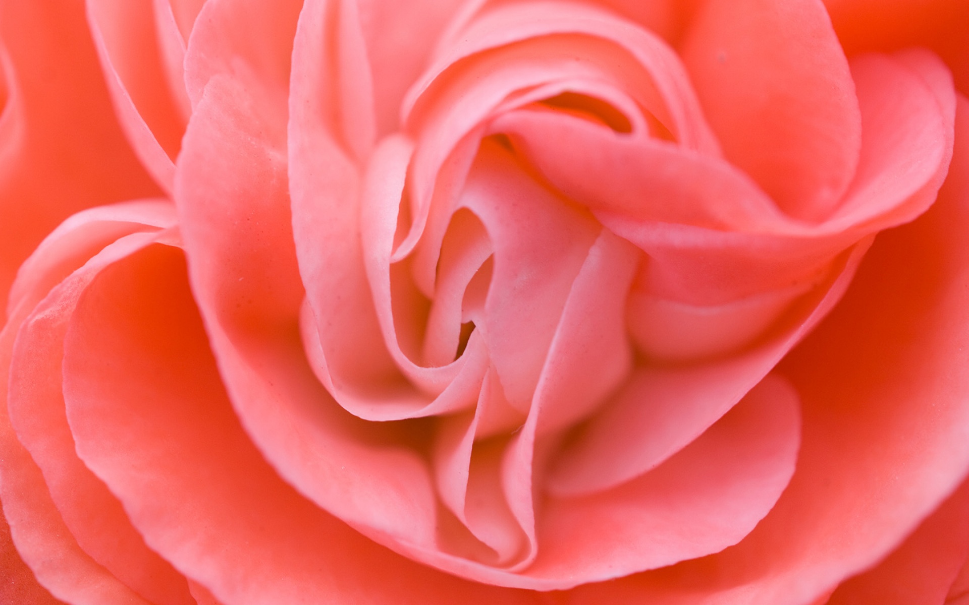 小清新,娇艳欲滴,花卉,儿童桌面专用