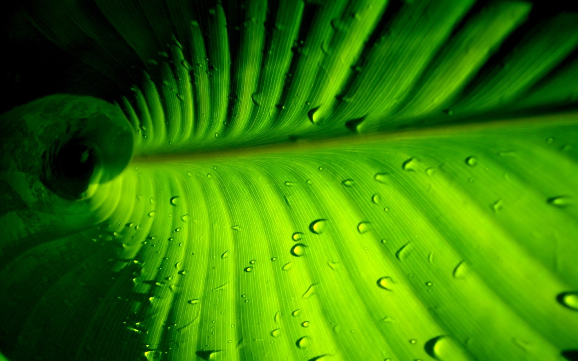 小清新,舒缓压力,清新,绿色,植物,儿童桌面专用