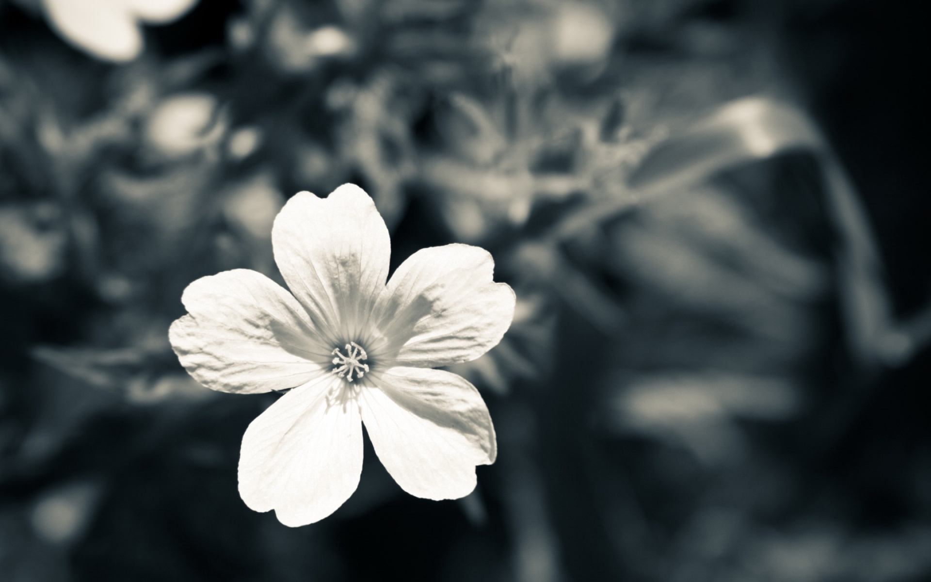 小清新,清新淡雅,淡雅,花卉