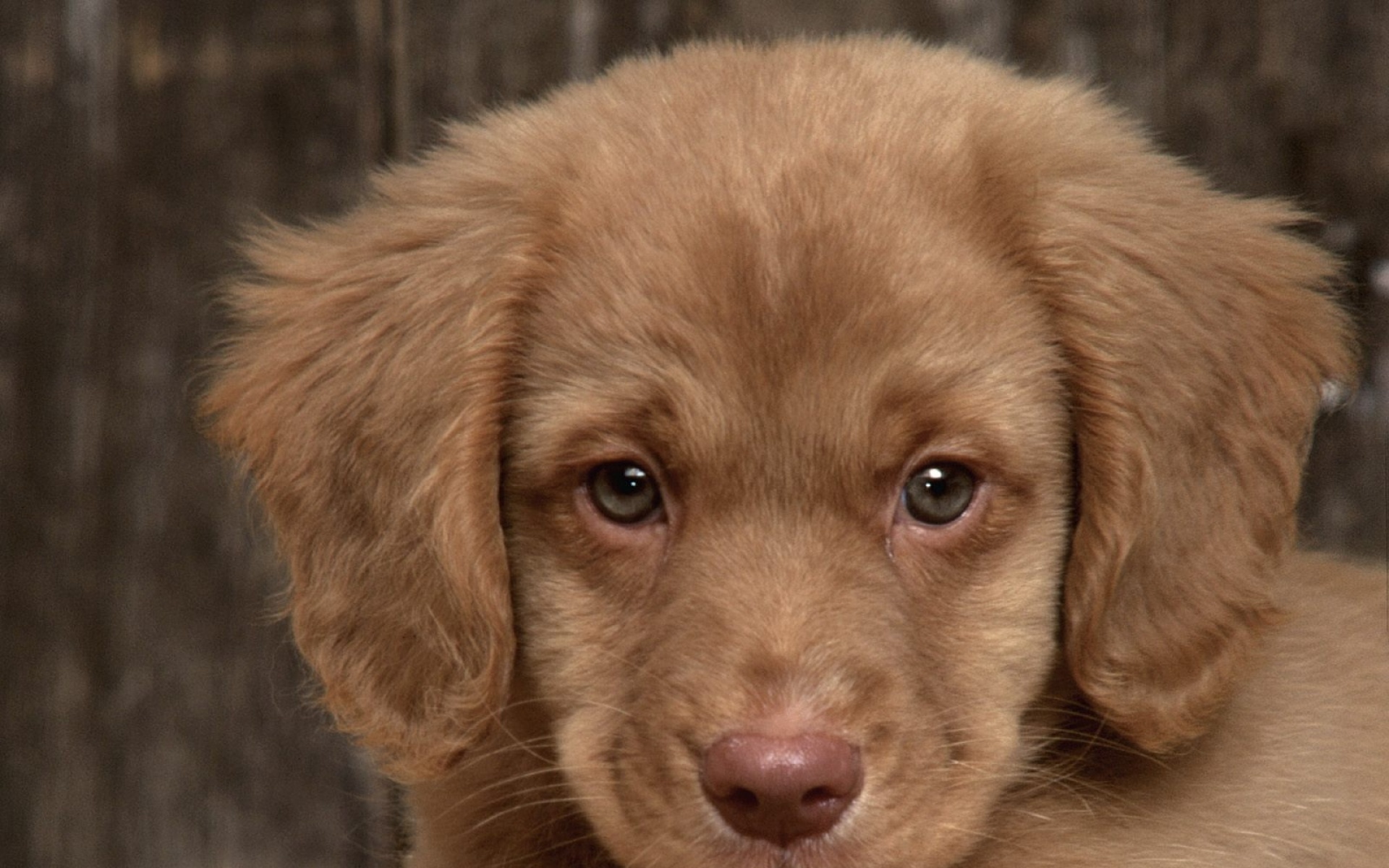 高清,动物,2012Y十一月11D,狗,儿童桌面专用