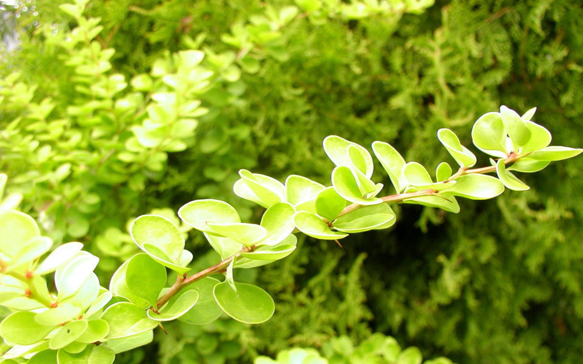 小清新,舒缓压力,绿色,儿童桌面专用