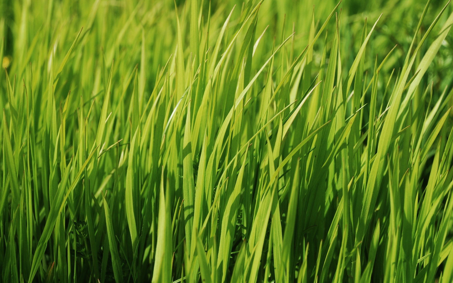 小清新,舒缓压力,绿色,儿童桌面专用