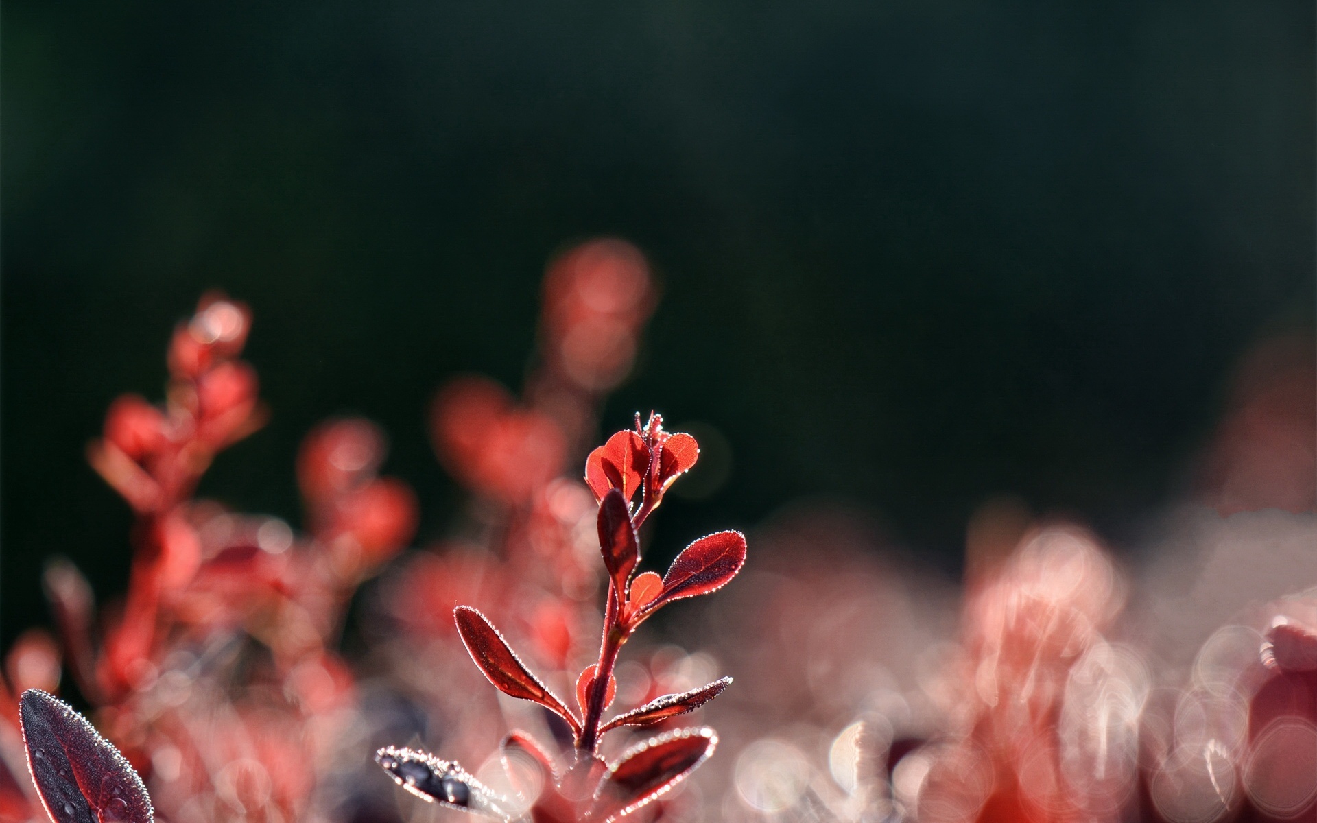 清新,花卉,浪漫,美丽2012Y十月28D,儿童桌面专用
