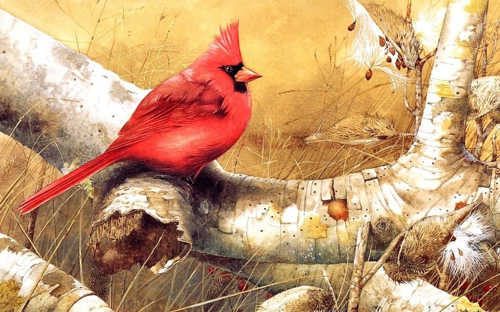 小鸟天地,鸟,儿童桌面专用