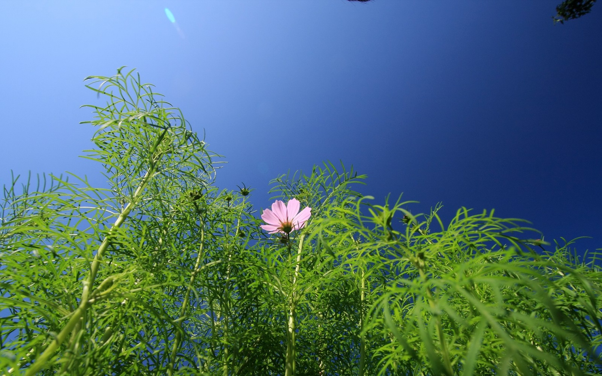 小清新,鸟语花香,花卉,儿童桌面专用
