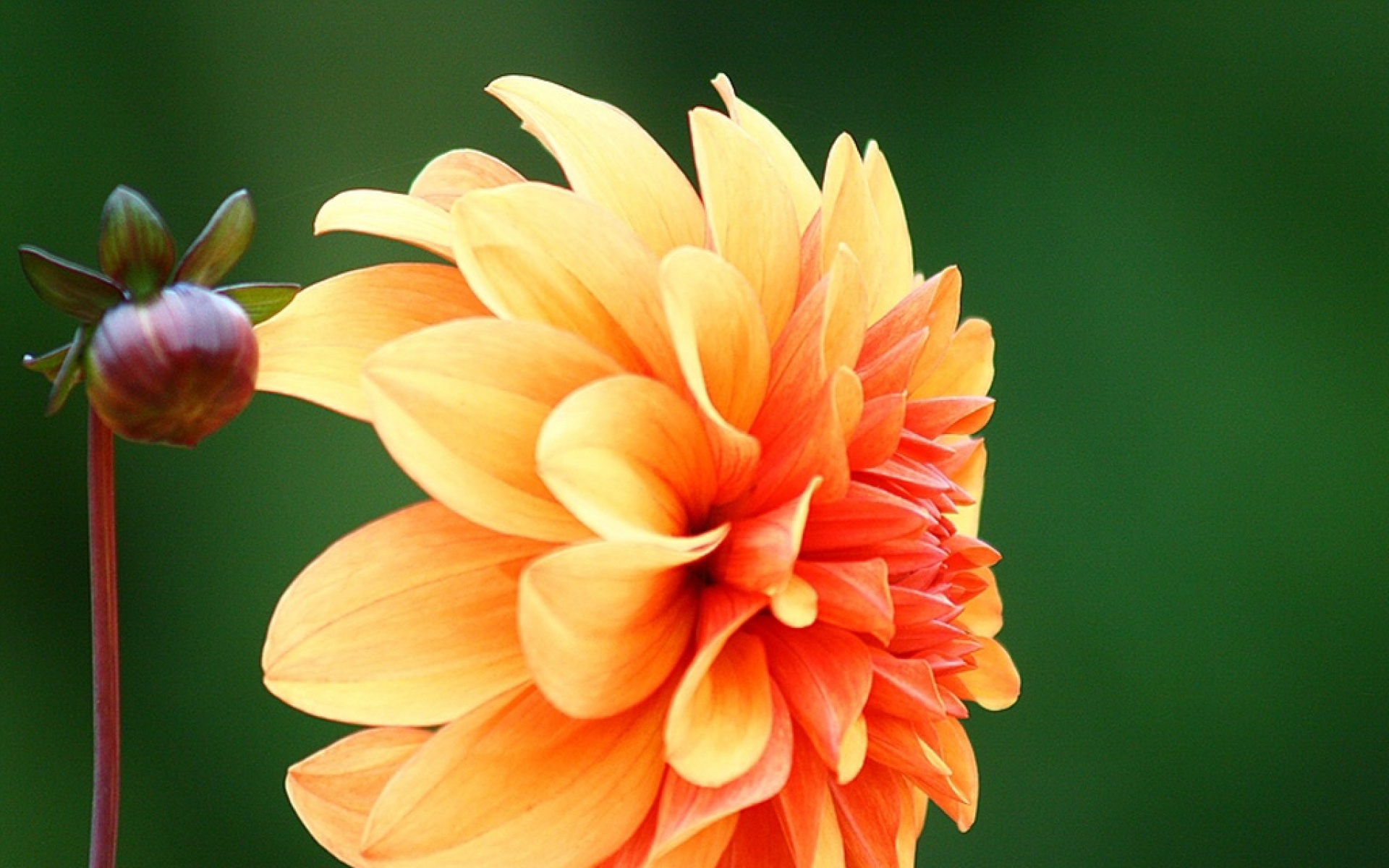 小清新,静物写真,菊花,植物,儿童桌面专用