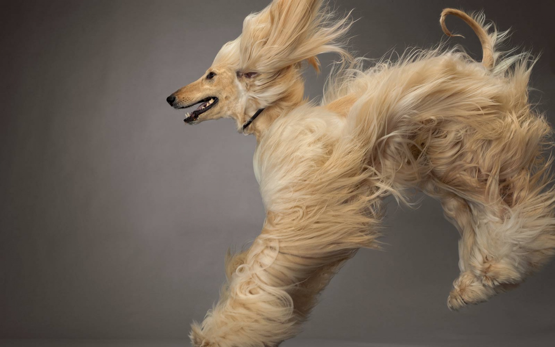 萌宠,汪星人,国家地理杂志,2012年,二月,精美,摄影,2012Y十月27D,儿童桌面专用