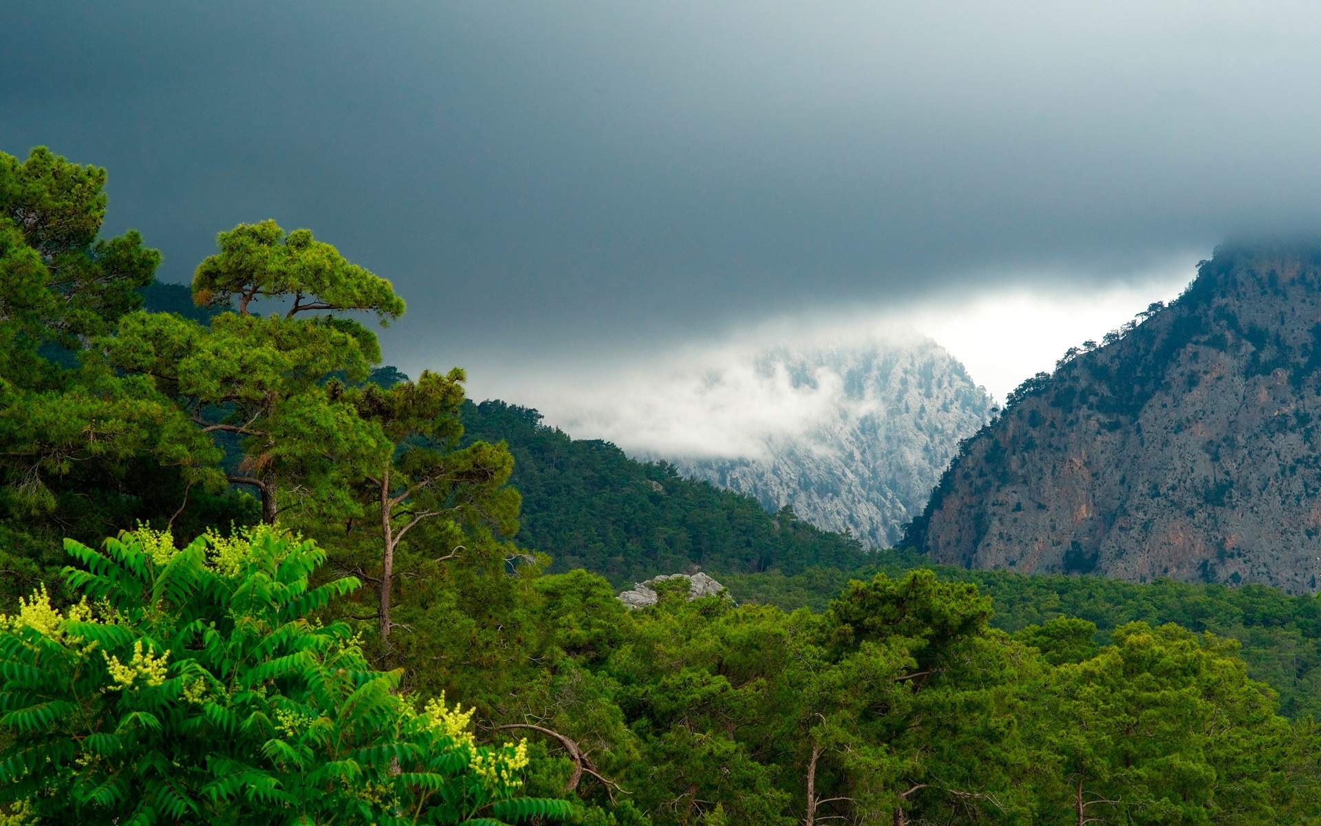 小清新,护眼壁纸,绿色,儿童桌面专用
