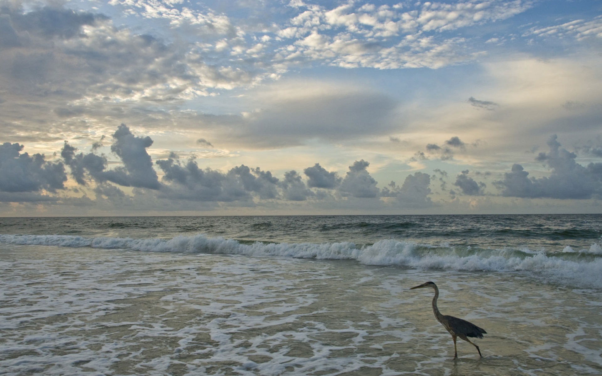 世界地理,动物,高清,2012Y十一月01D,儿童桌面专用