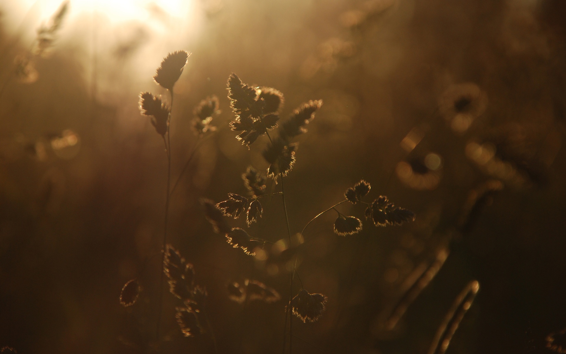 感受安静,精美,植物,摄影,宽屏,LOMO,2012Y十月31D