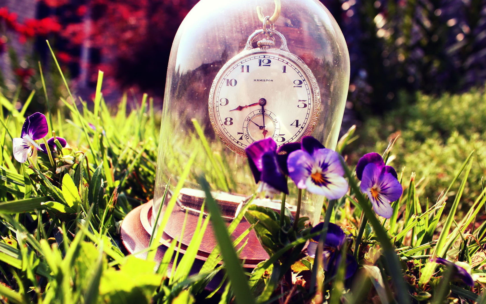 花卉,三色堇,静物写真,儿童桌面专用