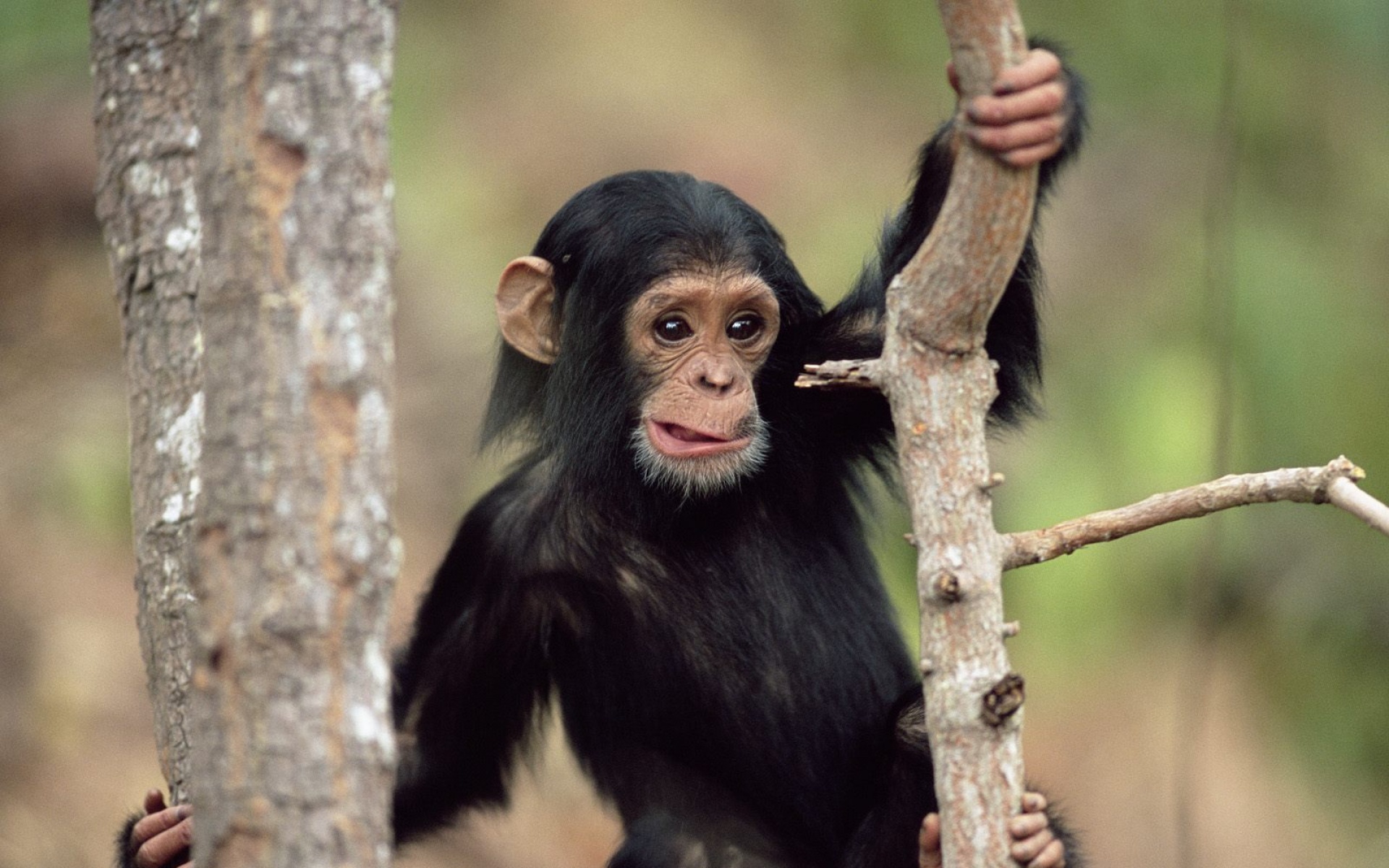 萌宠动物,卖萌图,猩猩,儿童桌面专用