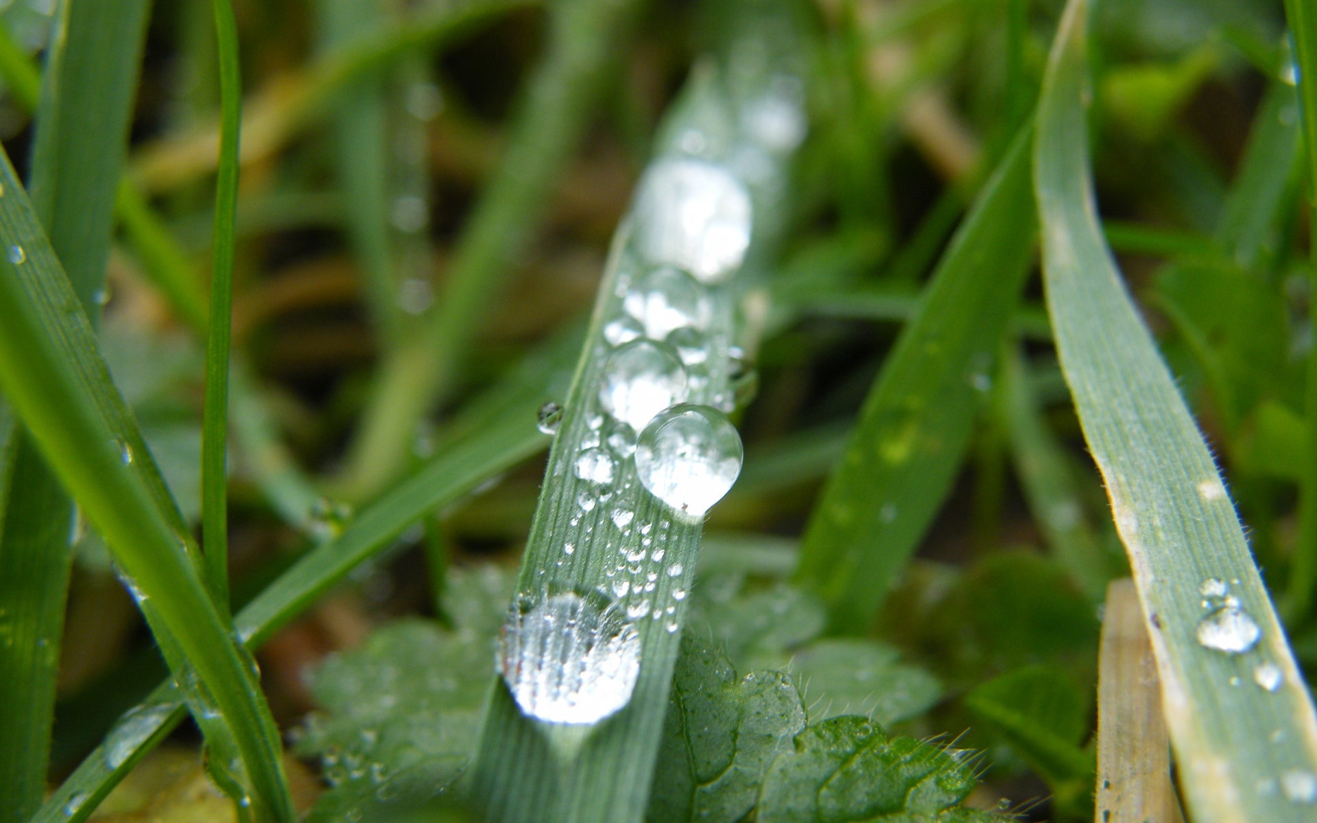 风景,碧绿草原,2012Y十一月05D,儿童桌面专用