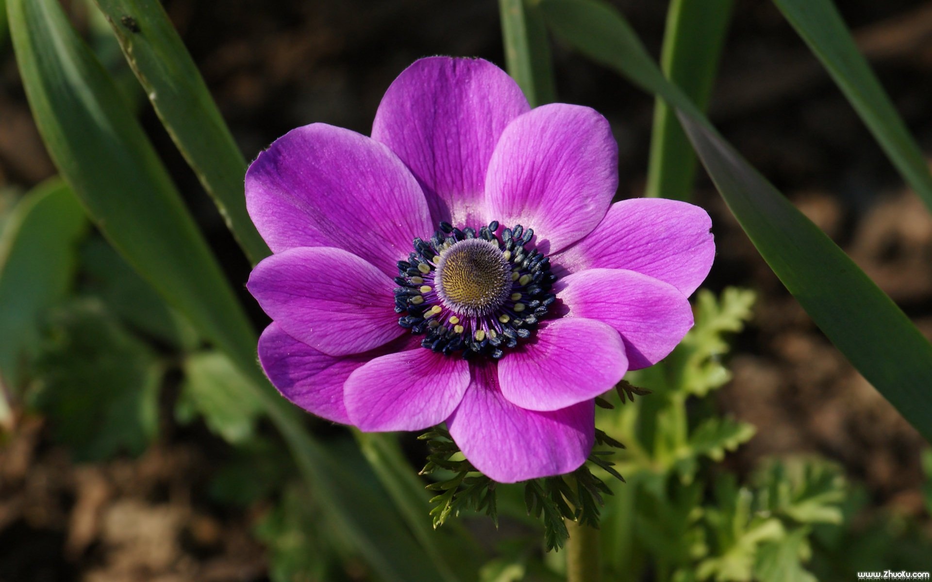 小清新,静物写真,花卉,儿童桌面专用