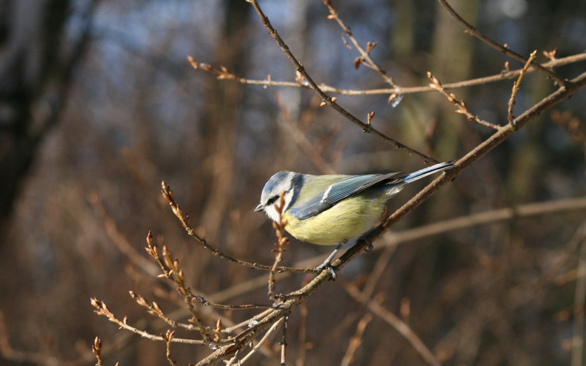 高清,动物,2012Y十一月04D,儿童桌面专用