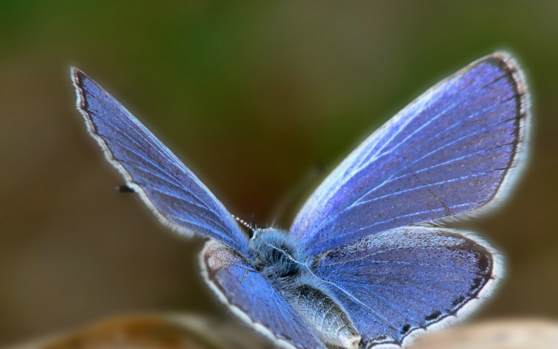 高清,动物,2012Y十一月10D,蝴蝶,儿童桌面专用