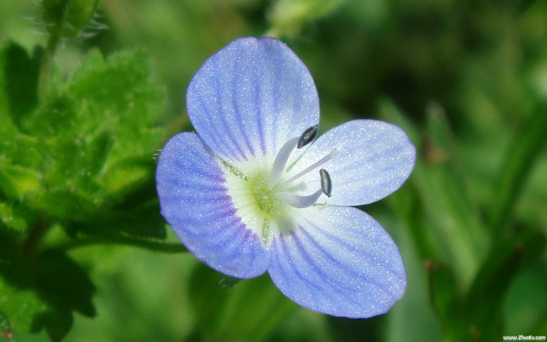 小清新,护眼壁纸,花卉,儿童桌面专用
