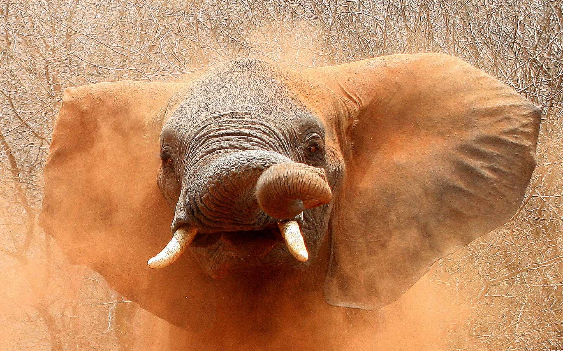 世界地理,动物,高清,2012Y十一月03D,儿童桌面专用