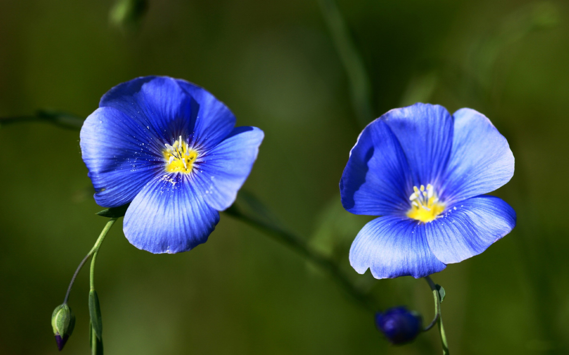 小清新,花卉,亚麻花,护眼壁纸,儿童桌面专用