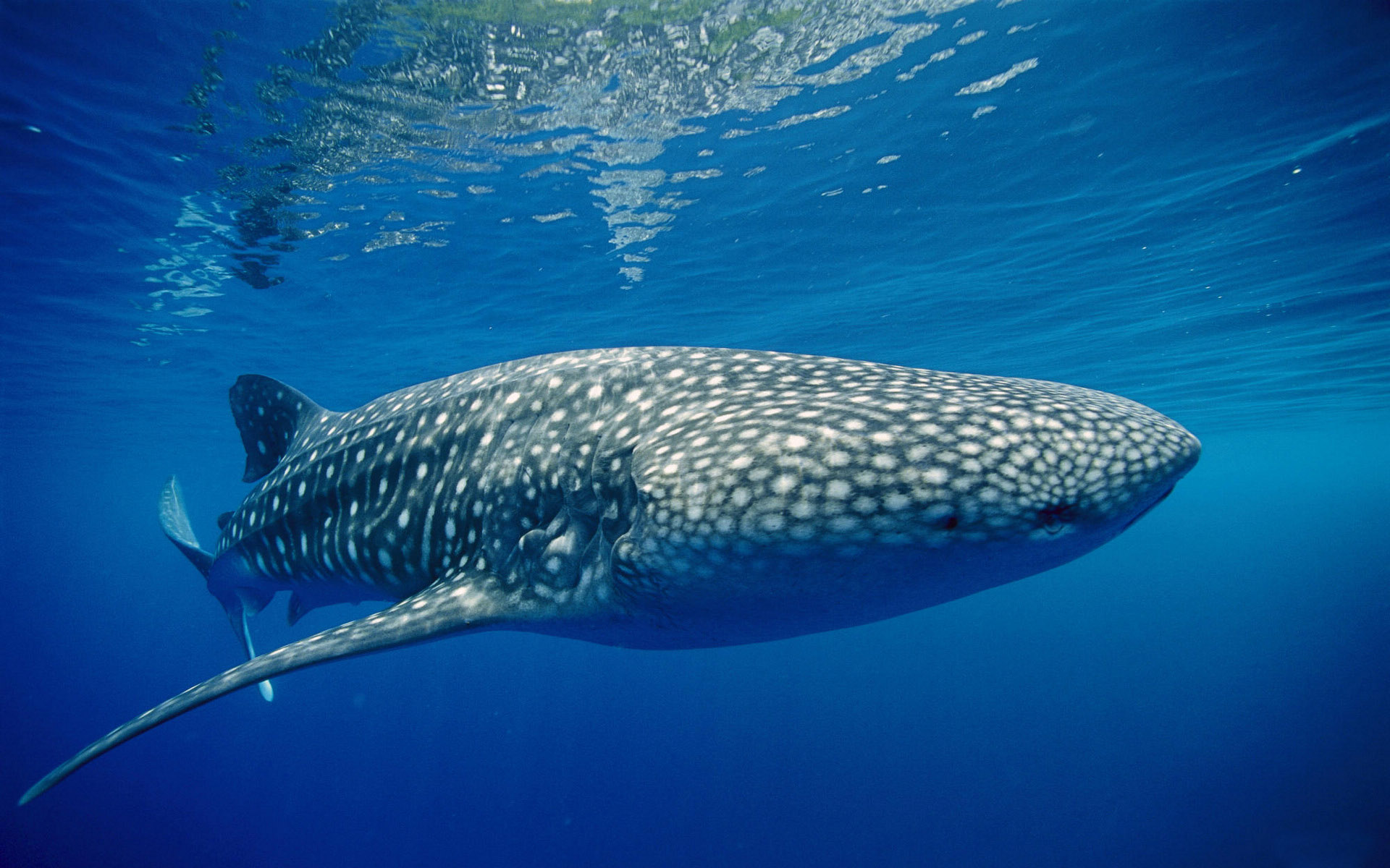 萌宠,鱼,海底世界,儿童桌面专用